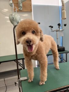 くりおくんのトリミング写真