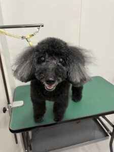 杏(あんず)ちゃんのトリミング写真