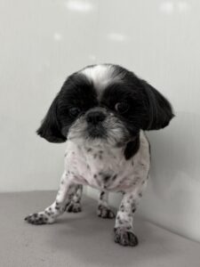 むくくんのトリミング写真