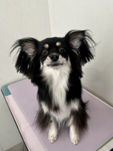 レナちゃんのトリミング写真