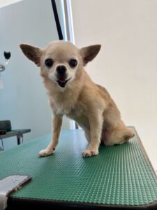 ミロくんのトリミング写真