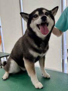 オーマちゃんのトリミング写真