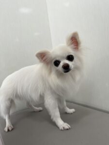 福(ふく)ちゃんのトリミング写真
