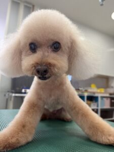 ラムちゃんのトリミング写真