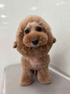 ５月25日のわんこたちの写真