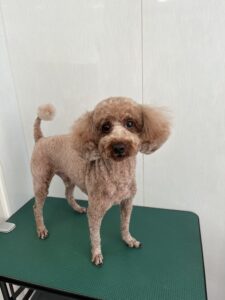 ５月２０日のわんこたちの写真