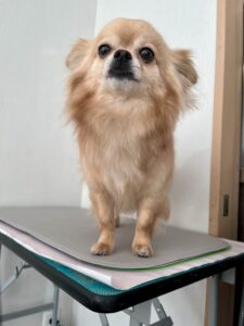 麦くんのトリミング写真