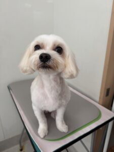 ぺちゃろーくんのトリミング写真