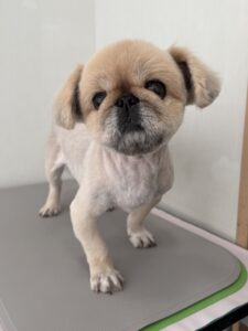 こむぎくんのトリミング写真