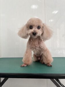 ぼうやくんのトリミング写真