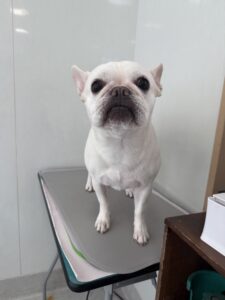 5月28日のわんこたちの写真