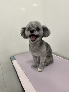 ペルーサちゃんのトリミング写真