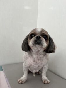5月23日のわんこたちの写真