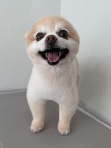 チロくんのトリミング写真