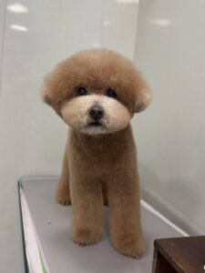 田んぼくんのトリミング写真