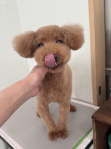 ５月31日のわんこたちの写真