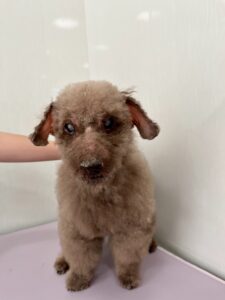 シオンくんのトリミング写真