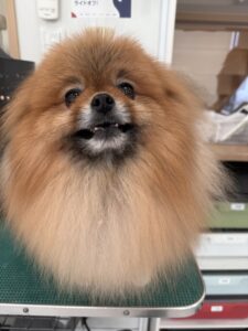 風 (ふう)くんのトリミング写真