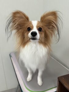 そらくんのトリミング写真