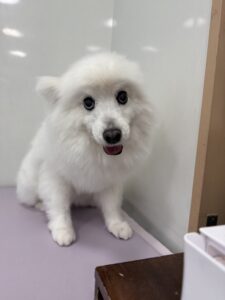 優(ゆう)ちゃんのトリミング写真