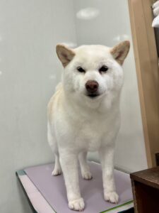 月(つき)ちゃんのトリミング写真
