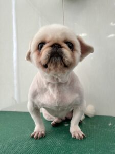ミルキーちゃんのトリミング写真