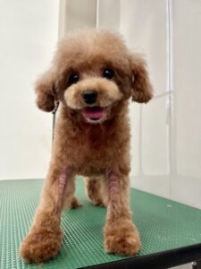 空音(くおん)ちゃんのトリミング写真