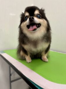 小梅(こうめ)ちゃんのトリミング写真