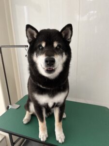 小太郎(こたろう)くんのトリミング写真