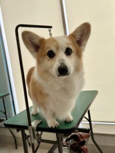 ココアちゃんのトリミング写真