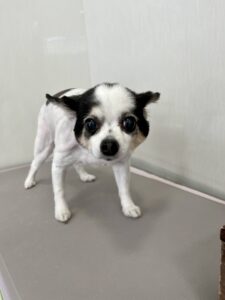 鈴(すず)ちゃんのトリミング写真