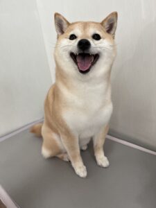 ぽん子ちゃんのトリミング写真