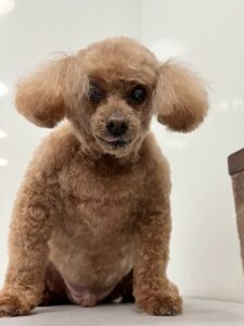 5月30日のわんこたちの写真