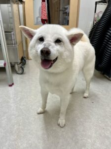 マサハルくんのトリミング写真