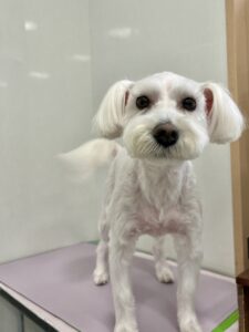 あいちゃんのトリミング写真