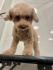 ミランちゃんのトリミング写真