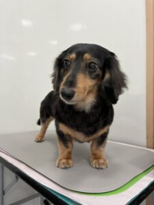 ひなちゃんのトリミング写真