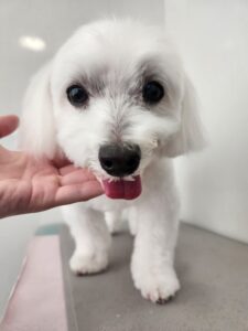 5月3日のわんこたちの写真