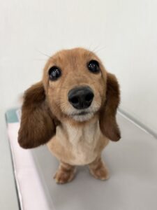 5月19日のわんこたちの写真