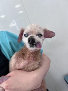 5月16日のわんこたちの写真