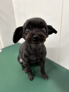 あずきちゃんのトリミング写真