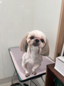 あめちゃんのトリミング写真