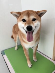 杏(あんず)ちゃんのトリミング写真