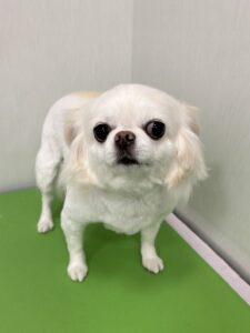 おとちゃんのトリミング写真