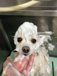 おもちくんのトリミング写真