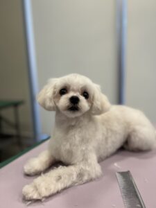 おもちくんのトリミング写真