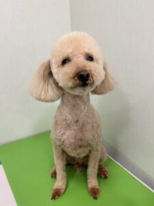 カイくんのトリミング写真