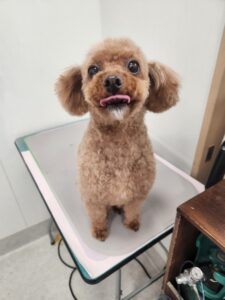 くぅくんのトリミング写真