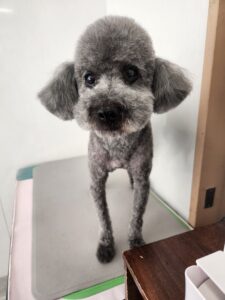くろくんのトリミング写真