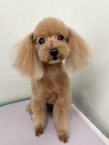 Goody(グッディー)くんのトリミング写真